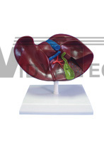 The model of liver and diseased gallbladder